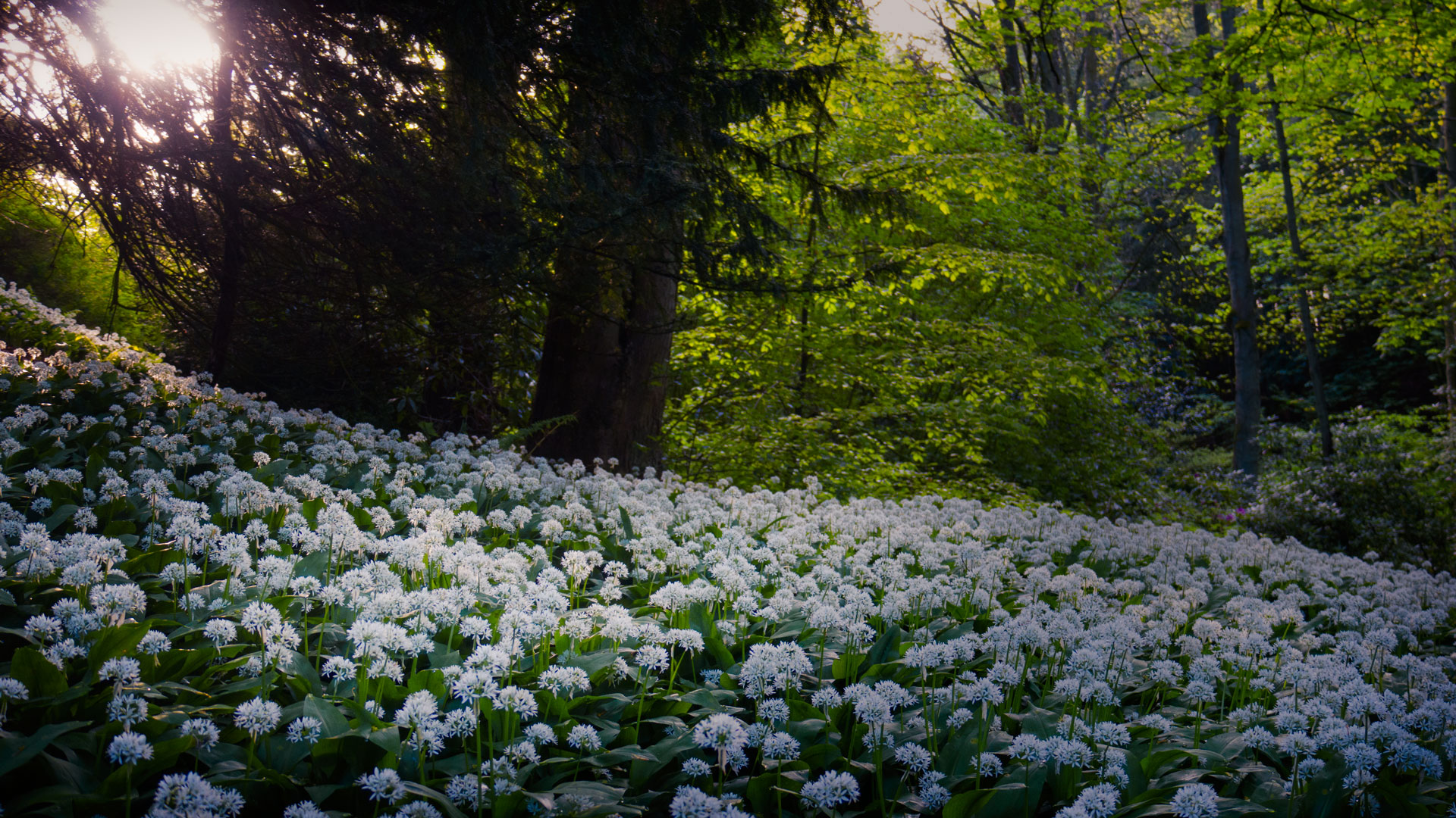 Wild Garlic, Balbirnie