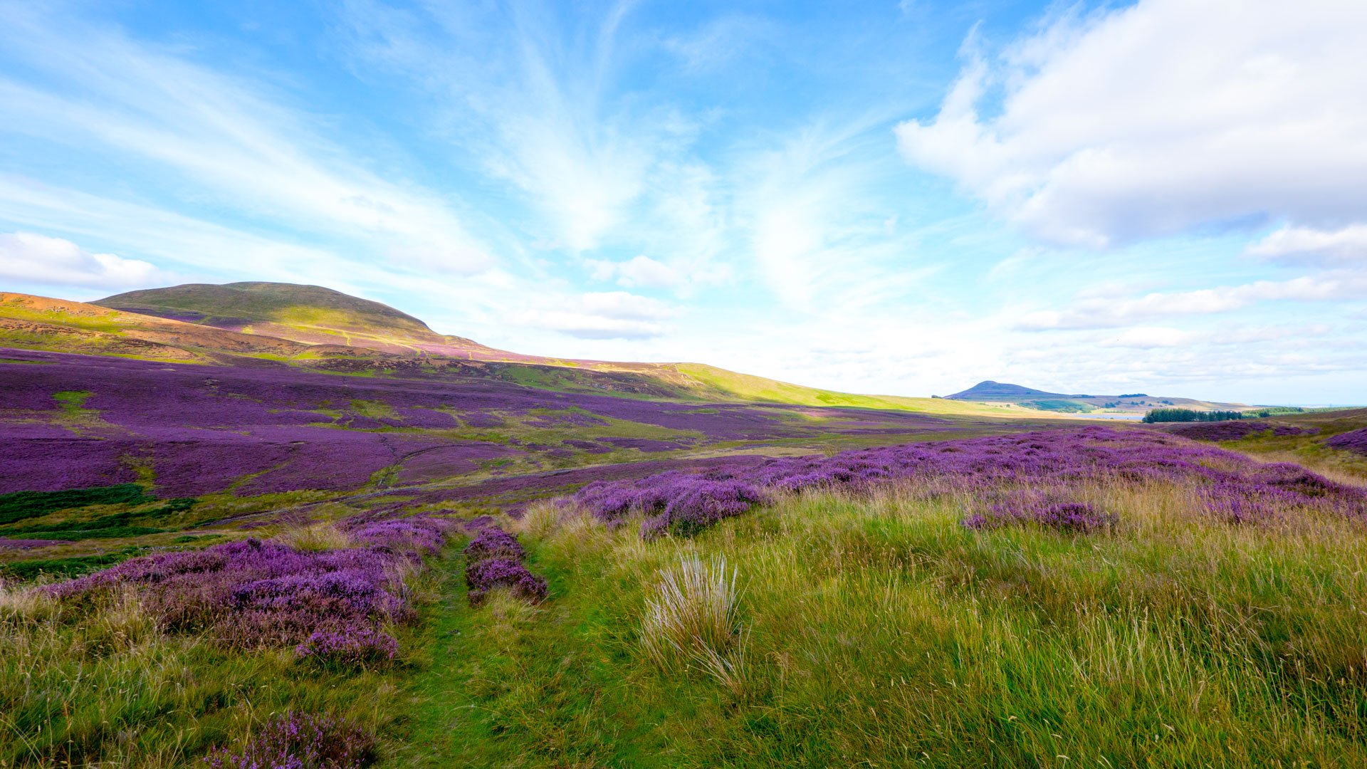 Heather Blossom, Lomond Hills