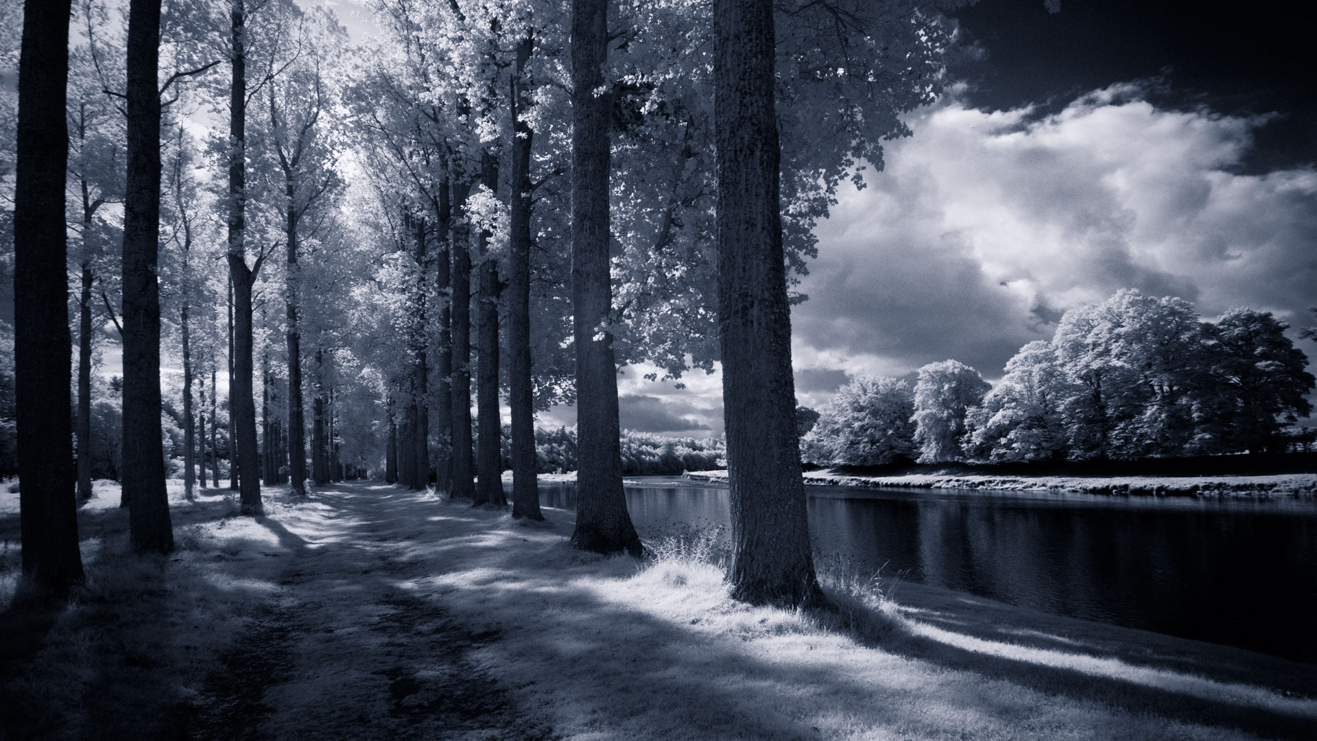 Blue Linden