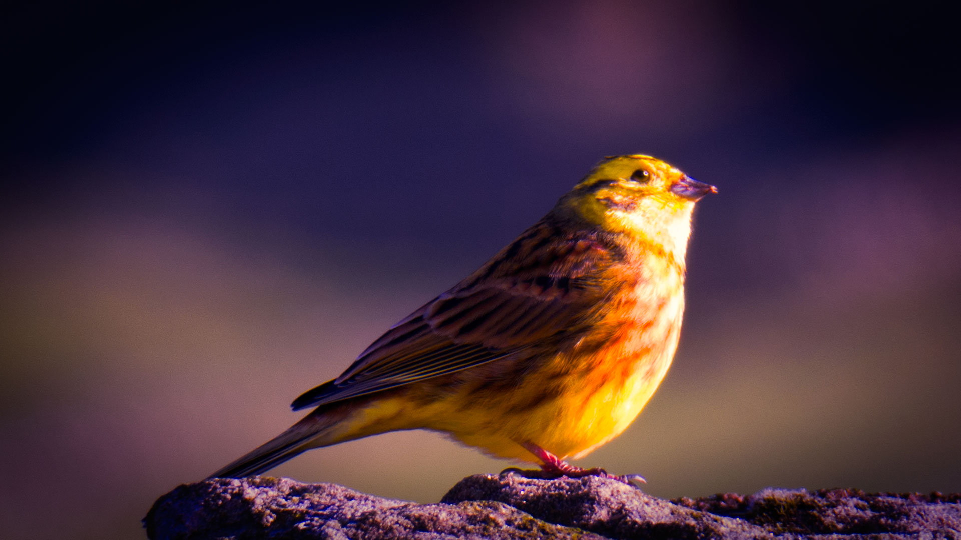 Yellowhammer, Bunnet Stane